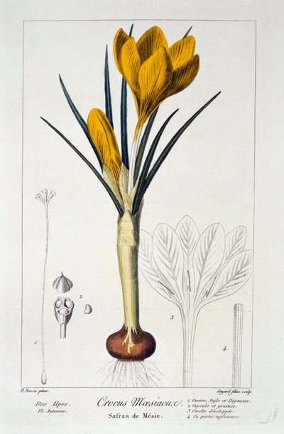Crocus maesiacus, 1836 von Pancrace Bessa